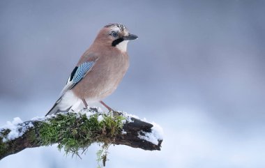 Avrasya kuşu (Garrulus glandarius )