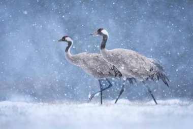 Turna kuşu kış manzarasında (Grus grus )