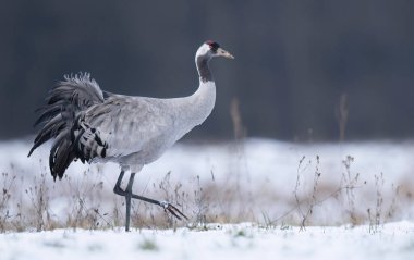 Turna kuşu kış manzarasında (Grus grus )