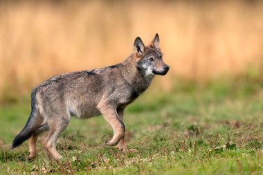 Gri Kurt (Canis lupus) yakın plan