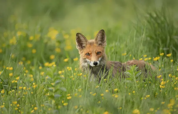 Fox Vulpes Vulpes Sittande Gräset — Stockfoto
