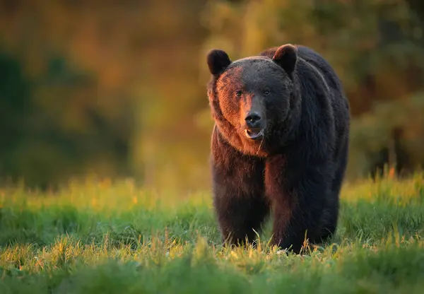 Urso Pardo Selvagem Ursus Arctos — Fotografia de Stock