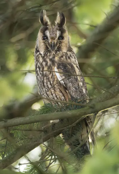Long Eared Owl Asio Otus Stock Fotografie