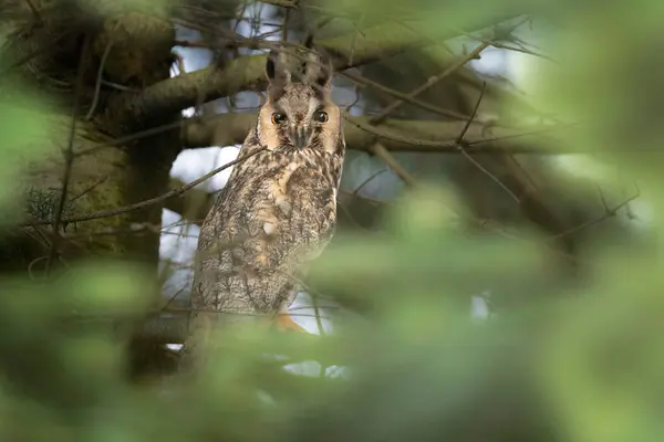 Long Eared Owl Asio Otus Imágenes de stock libres de derechos