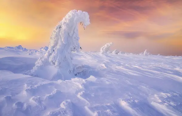 Hermoso Paisaje Invierno Con Árboles Cubiertos Nieve Fotos de stock libres de derechos