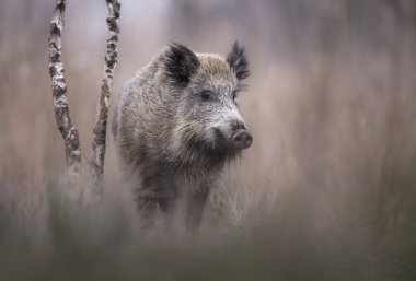 Vahşi kahverengi ayı (Ursus arctos )