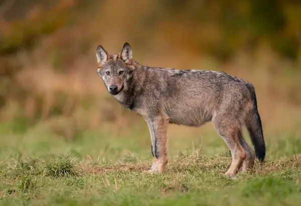 Grauer Wolf Canis Lupus Aus Nächster Nähe — Stockfoto