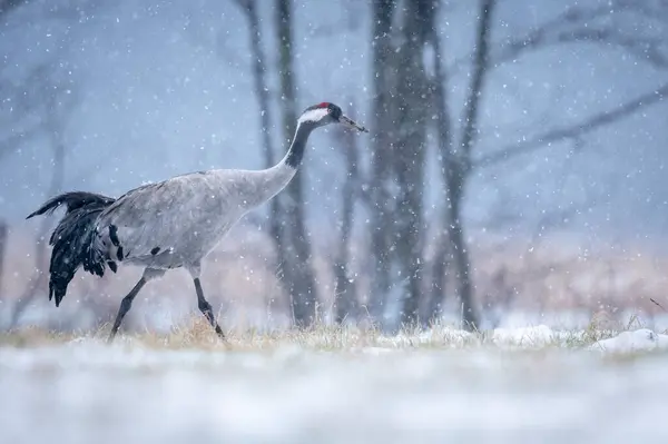Crane Bird Winter Scenery Grus Grus — Stock Photo, Image