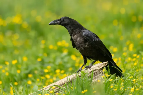 Raven Bird Corvus Corax Close — Stock Photo, Image