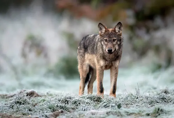 Grey Wolf Canis Lupus Close Fotografia Stock