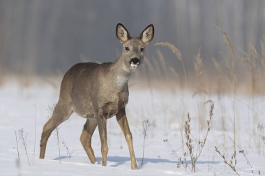 Roe geyiği (Capreolus capreolus) yaklaşın