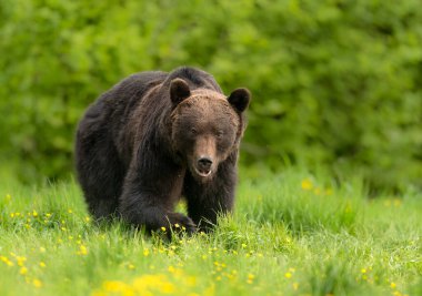 Vahşi kahverengi ayı (Ursus arctos )