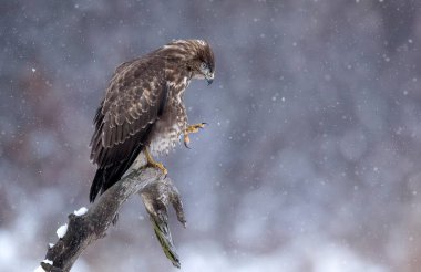 Yaygın akbaba kuşu (Buteo buteo )