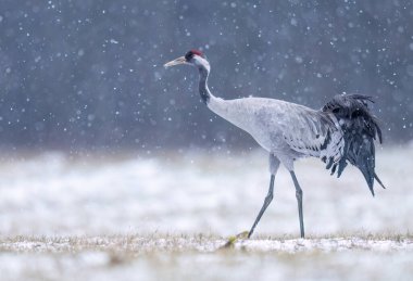 Yaygın vinç kuşu (grus grus )