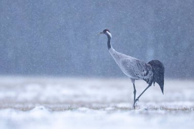 Yaygın vinç kuşu (grus grus )