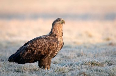 Deniz kartalı veya beyaz kuyruklu kartal (Haliaeetus albicilla)