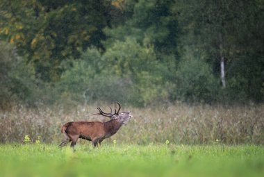 Rut sırasında Avrupa geyiği erkek geyiği (Cervus elaphus)