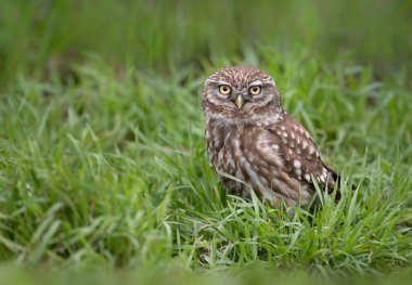 Küçük baykuş (Athene noctua) yakın çekim