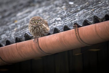 Küçük baykuş (Athene noctua) yakın çekim