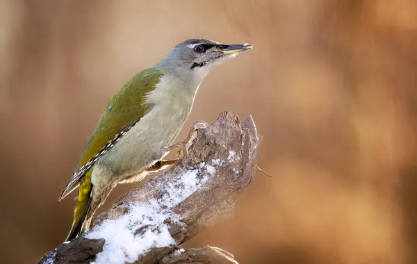 Grey Headed Woodpecker Picus Canus Grey Faced Woodpecker — Stock Photo, Image