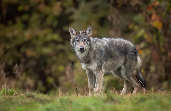 Grey Wolf Canis Lupus Close — Foto de Stock