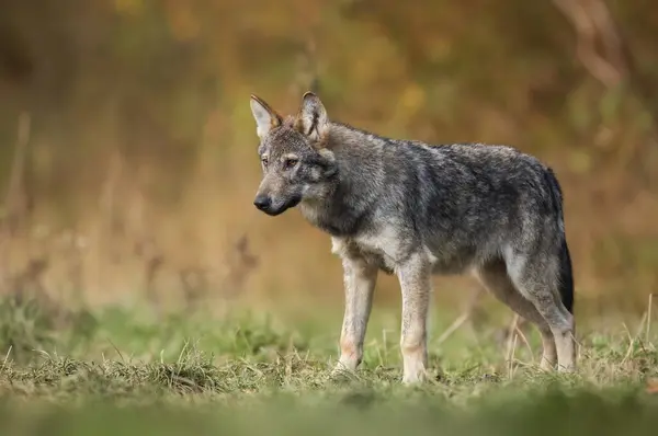 Grey Wolf Canis Lupus Close — Stock fotografie