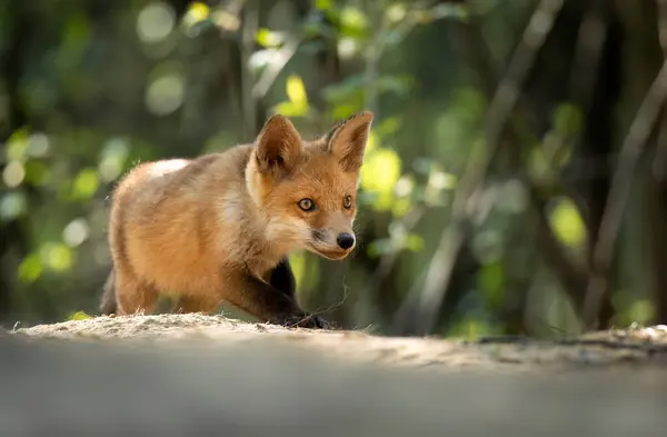 森の中のかわいい赤狐 — ストック写真