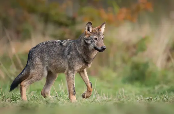Grey Wolf Canis Lupus Close — Stock Photo, Image