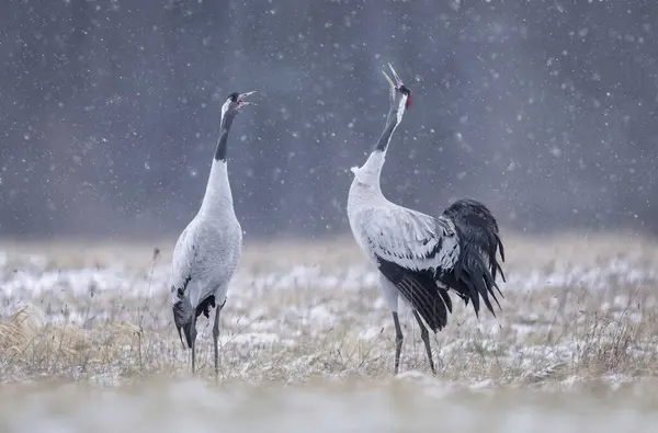 Common Cranes Bird Grus Grus — Stock Photo, Image