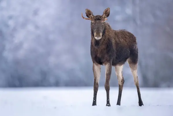 Elk Moose Alces Alces — Stock Photo, Image