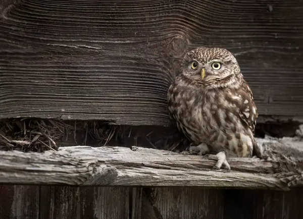 Little Owl Athene Noctua Close — Stock Photo, Image