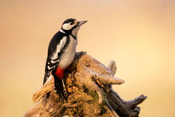 Great Spotted Woodpecker Dendrocopos Major Stock Image