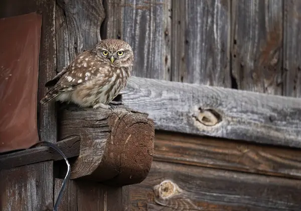 Little Owl Athene Noctua Close Stock Image
