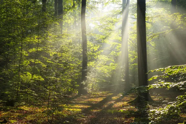 Vacker Solig Morgon Gröna Skogen Stockfoto