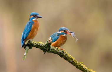 Avrupa Kingfisher (Alcedo at this) yakın çekim