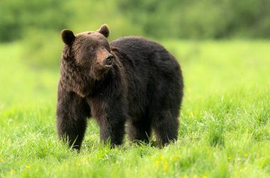 Vahşi kahverengi ayı (Ursus arctos )