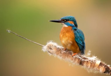 Avrupa Kingfisher (Alcedo at this) yakın çekim