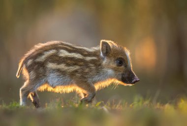 Yaban domuzu yavrusu. Yaklaş. )