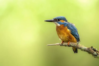 Avrupa Kingfisher (Alcedo at this) yakın çekim