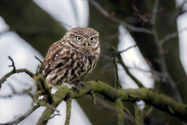 Küçük baykuş (Athene noctua) yakın çekim