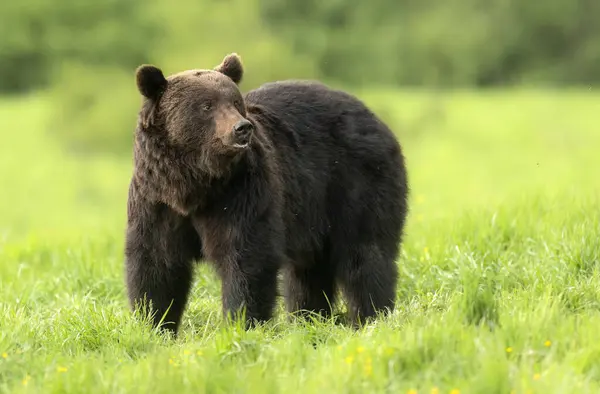 Dziki Niedźwiedź Brunatny Ursus Arctos — Zdjęcie stockowe