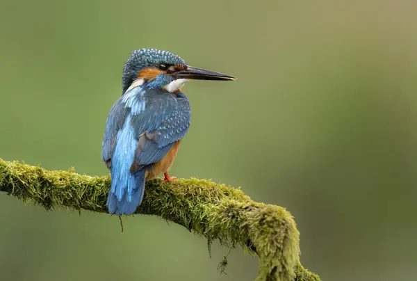 Kingfisher Alcedo Atthis 클로즈업 — 스톡 사진