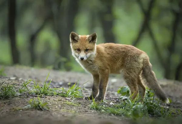 Stock image Cute young red fox in the forest ( Vulpes vulpes )