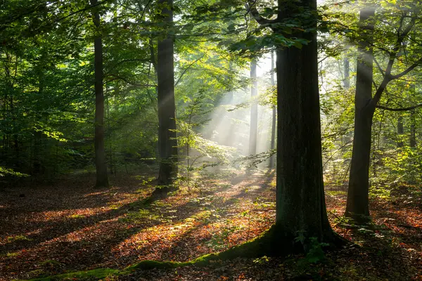 緑の森の美しい晴れた朝 — ストック写真