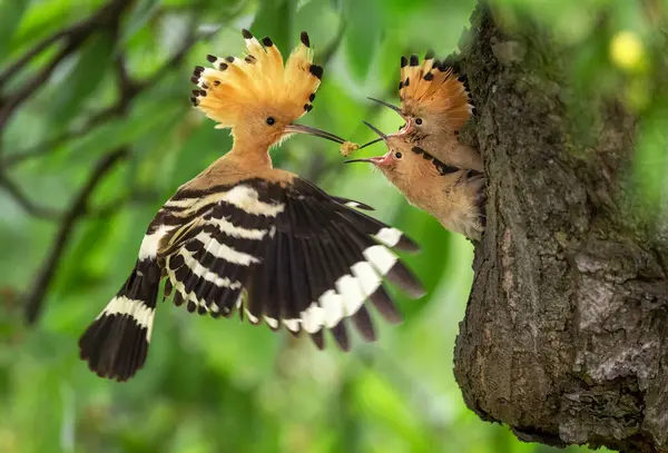 Aves Abubilla Eurasiática Alimentando Juveniles Upupa Epops —  Fotos de Stock