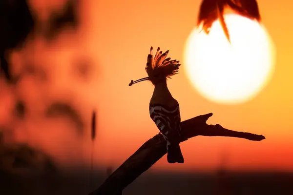 Eurasischer Wiedehopf Mit Sonnenuntergang Hintergrund Upupa Epops — Stockfoto