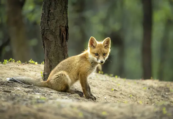 숲 속에 있는 어린 붉은 여우 새끼 ( 벌칙 소리 ) ) 로열티 프리 스톡 이미지