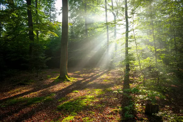Çok Güzel Bir Güneşli Sabah Yeşil Orman Stok Fotoğraf