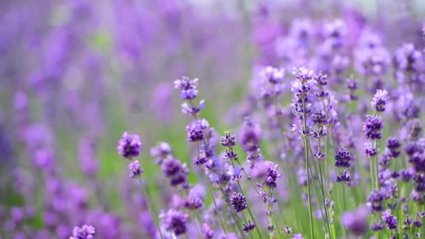 Rüzgarda Güzel Lavanta Çiçekleri — Stok video