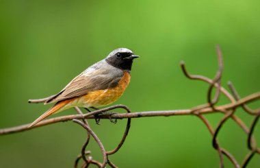 Yaygın kırmızıbaşlangıç erkeği (Phoenicurus phoenicurus )